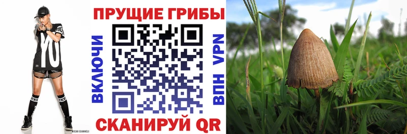 Галлюциногенные грибы прущие грибы  Купить где  Зверево 